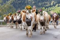 Alpabzug & Herbstmarkt in Engelberg